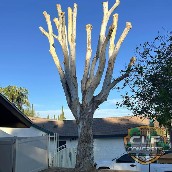 Tree trimming and removal service